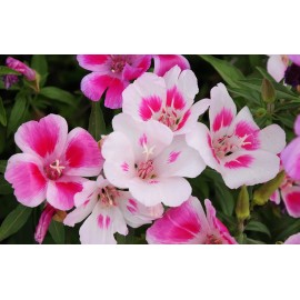 Southeast Seeds Farewell to Spring Seeds, Clarkia, Godetia, Gorgeous Pink Wildflower, FREE SHIP - 2750 Seeds or 1 Gram