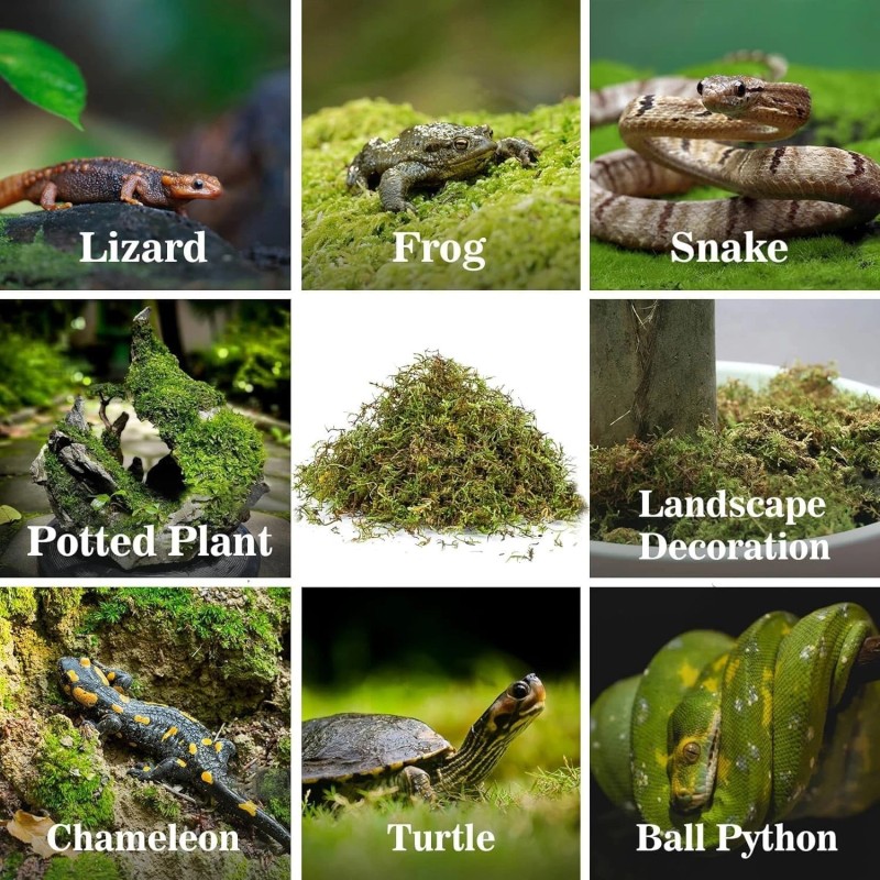 Sphagnum Moss for Reptiles -Terrarium Moss for Reptiles Peat Moss