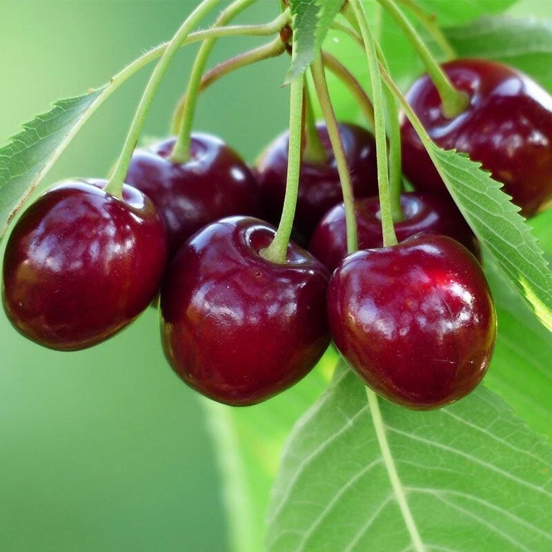 Home-Growth Dark Red Bing Cherry, Prunus Avium - 20 seeds