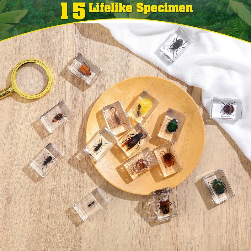 15 Insect specimens,Real Specimens of Various Butterflies and Beetles Made