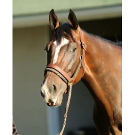 8x10 color photo of Paradise Woods headshot ( Portrait )