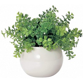 Cute Round Photocatalyst Houseplant