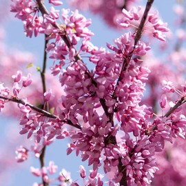 Generic Eastern Redbud Tree, Enchanted Pink Flowers, 7 gal. Nursery Pot, 3-4 ft Tall (Due to Agricultural Laws, we Cannot Ship to CA, AZ, AK, or HI), Purple, Green