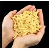 50 Pc Señuelo Gusano Sin Anzuelo Efectivo 2cm