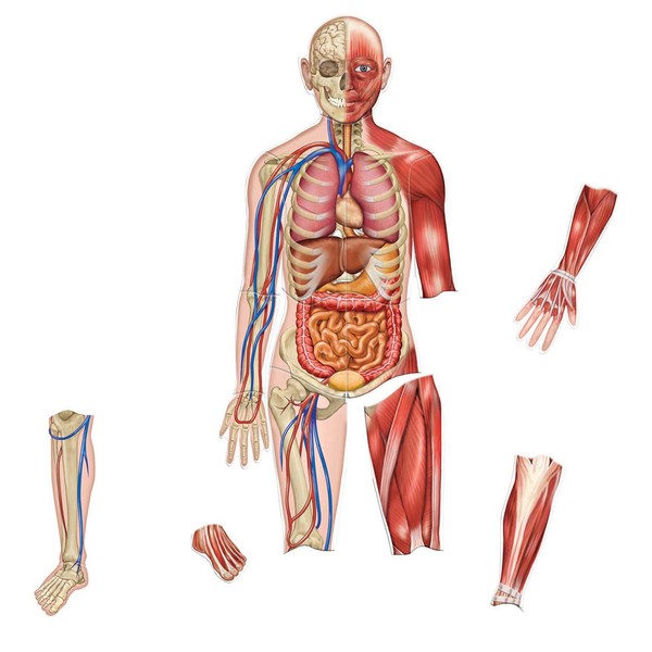 Learning Resources Double-Sided Magnetic Human Body, 3 Foot Tall, 17 Pieces, Ages 5+,Multi
