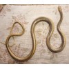 Yellow Rat Snake - 48" Rubber Snake Replica - AAA