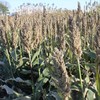 Hale Habitat & Seed Grain Sorghum Food Plot Seed, 5