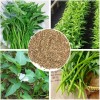 Mai's Family Organic Water Spinach seeds, ,ผักโขม Rau Muống On