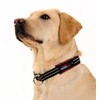 ComfortFlex Premium Padded Martingale Dog Collar – Reflective Waterproof Slip-On