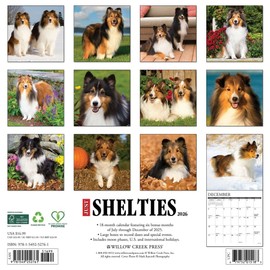 Willow Creek Press, Just Shelties 2026 Wall Calendar, 12'' X 12'', 18-Month Calendar with Stapled Binding