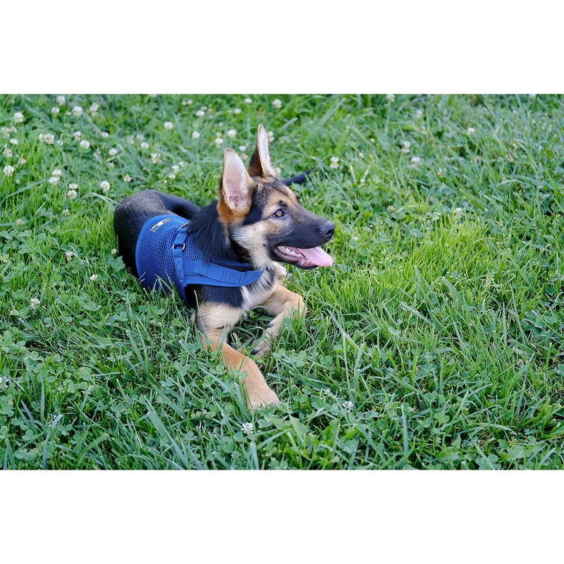 Sleepypod Martingale Dog Harness (Small, Glacier Silver)