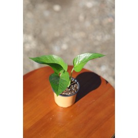 PLANTVERS Jade Pothos in a 3" Nursery Pot - Epipremnum Aureum Jade - Vining Pothos Plant - Low Light Houseplant -Easy Indoor Plant-Tropical Houseplant