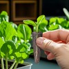 GOTVUGE 50pcs Grow Sponges for Hydroponics, Hydroponics Growing System Pods,