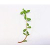 Purslane - Live Plant Start