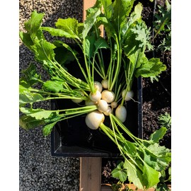 TomorrowSeeds - Shogoin Japanese Turnip Seeds - 600+ Count Packet - NonGMO Garden Hakurei Daikon Radish Potato White Asian Vegetable Seed