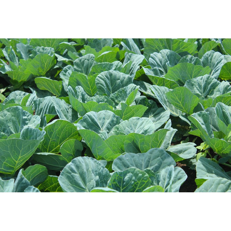1000+ Georgia Southern Collard Greens Seeds for Planting - Heirloom,