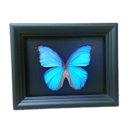 Real Blue Morpho Framed Butterfly Display Taxidermy Art
