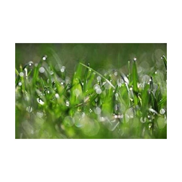 Posterazzi Dew Drops IV Poster Print by Leesa White, (24
