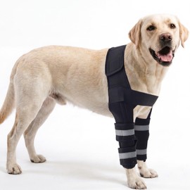 Allroaring Dog Front Leg Elbow Brace for ED, Joint Support for Small Dogs
