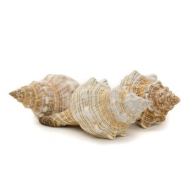 Nautical Crush Trading Conch Shell Decor - Seashell Decor - 3pk 4-5" Large Striped Fox Sea Shell - Shells for Decoration - Large Seashells for Crafts - Magic Conch Shell Room Decor