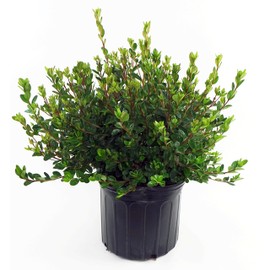 Azalea 'Stewartstonian' (Azalea) Shrub, red flowers, #3 - Size Container