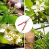 Itisyou Double-edged Apple Scissors, Pruning Shears, Pruning Shears, Flower Cutting