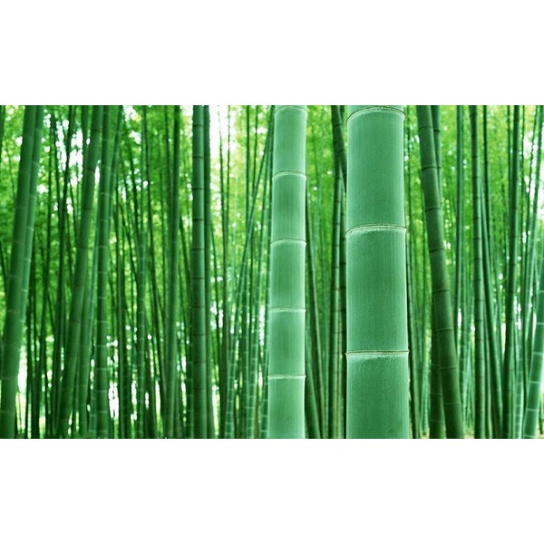 100+ Giant Timber Bamboo Seeds for Planting | Exotic and Fast Growing | Ships from Iowa, USA | Landscaping, Privacy, Indoor or Outdoor (Giant Bamboo)