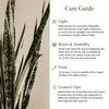 American Plant Exchange Snake Plant – Large 10-Inch Pot Green