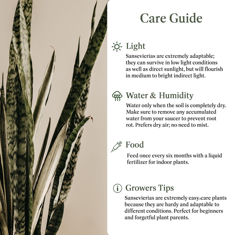 American Plant Exchange Snake Plant – Large 10-Inch Pot Green