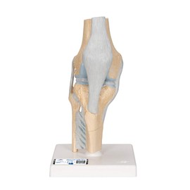 3B Scientific A89 Sectional Knee Joint Model, 3 Part + free Anatomy App - 3B Smart Anatomy