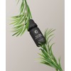 Bursera Tea Tree Essential Oil, Tree Planted with Every Order,