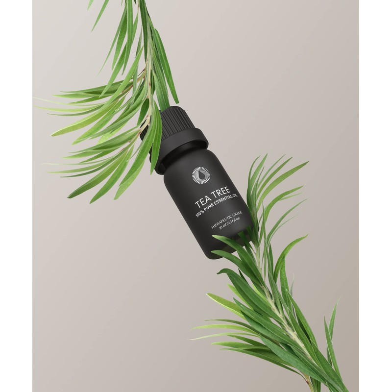 Bursera Tea Tree Essential Oil, Tree Planted with Every Order,