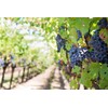 Whole Wine Grape Seeds - Ingredients: 100% Wine Pips -
