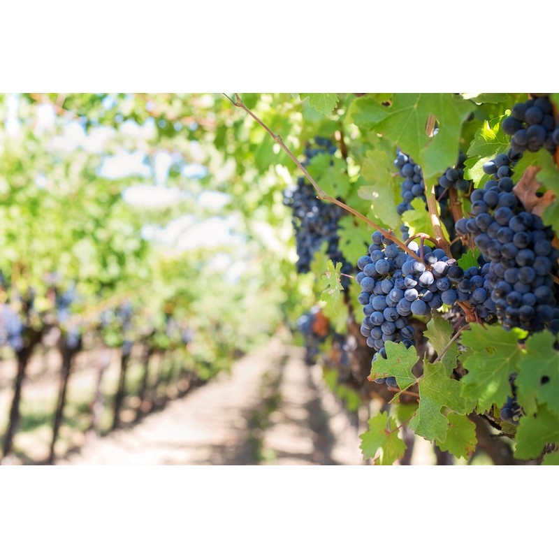 Whole Wine Grape Seeds - Ingredients: 100% Wine Pips -