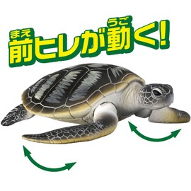 アニア AS-20 アオウミガメ