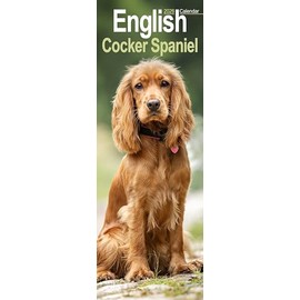 English Cocker Spaniel Slim 2026 Calendar | Slimline Wall Calendar | Dog Breed Gift | Plastic Free Packaging | by Avonside Publishing