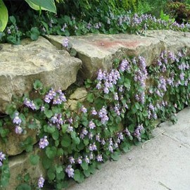 Outsidepride Kenilworth Ivy Seeds - 4000 Pcs. Perennial, Versatile & Low Maintenance, Ground Cover Seeds for Planting Scalloped Foliage and Vibrant Lilac Blooms for Cascading & Shaded Gardens