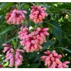 Buy Rare Seeds Cestrum elegans Smithii | Pink Cestrum |