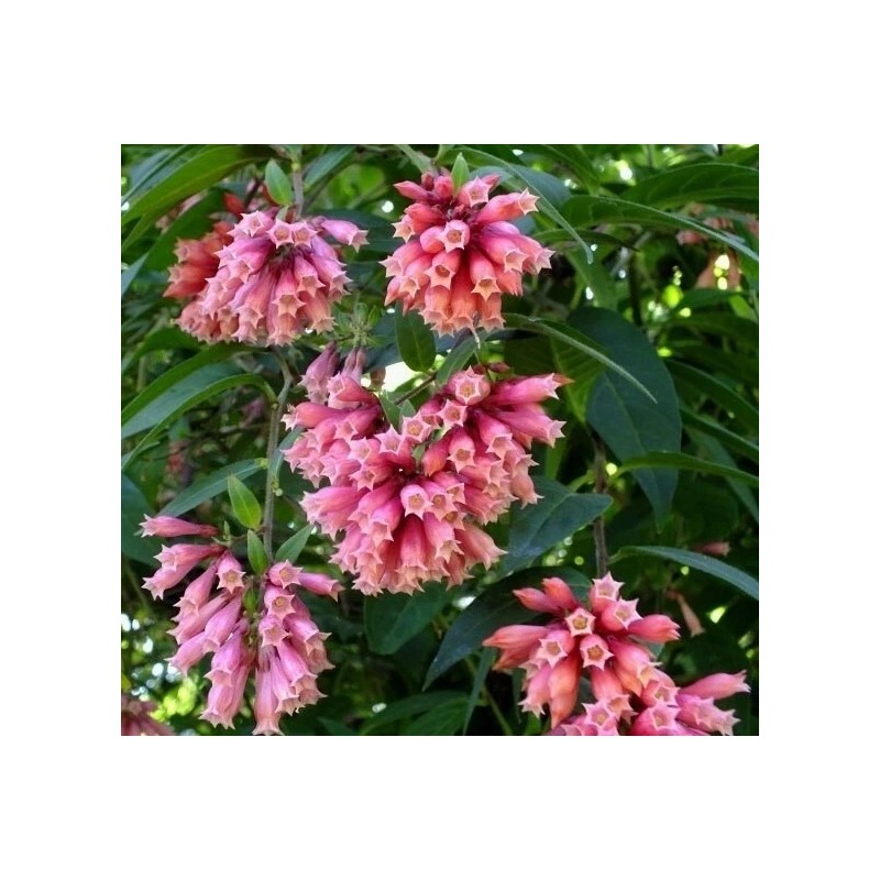 Buy Rare Seeds Cestrum elegans Smithii | Pink Cestrum |