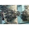 KIRA SEEDS - Oyster Mushrooms Spores - Heirloom Vegetable -