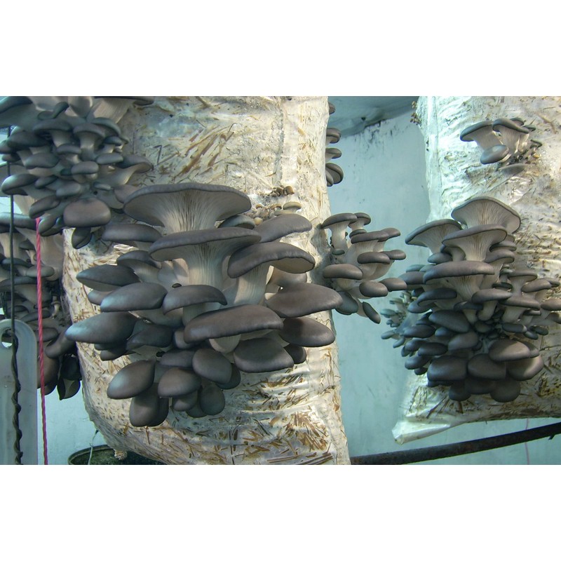 KIRA SEEDS - Oyster Mushrooms Spores - Heirloom Vegetable -