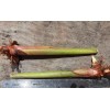 2X Orange Tropical Heliconia Rhizomes w/ 10 in stock, Exotic