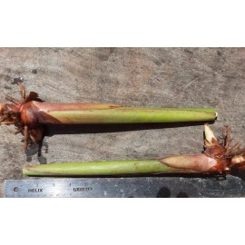 2X Orange Tropical Heliconia Rhizomes w/ 10 in stock, Exotic with bright Blooms!