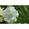 Oleander Seeds, 4 Color Mix, RED, Dark Pink, Light Pink,