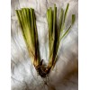 Roots 3 Lemongrass Stalks Fully Rooted Ready To Plant (Organic)