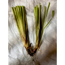 Roots 3 Lemongrass Stalks Fully Rooted Ready To Plant (Organic)