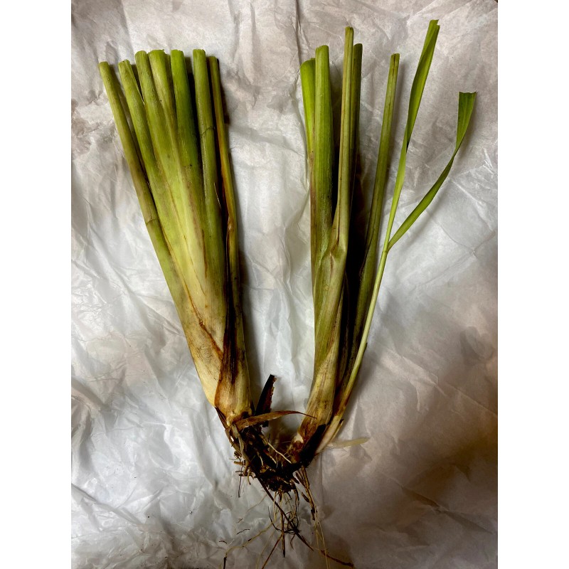 Roots 3 Lemongrass Stalks Fully Rooted Ready To Plant (Organic)