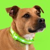 Blazin Light Up Dog Collar - The Original LED Dog