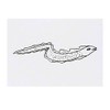 'Eel' Temporary Tattoo - Water Resistant, Skin-Safe, Non-Toxic Transfer (TO00027770)