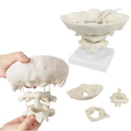 LKYLVEE Occiput Model - Cervical Spine Model - Functional Movable Occipital Model for Educative, Medical Students Teaching Supplies,with Base